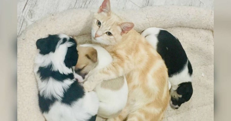 Mamele, tot mame: o pisicuță adoptă trei cațeluși orfani și îi crește ca pe proprii ei pui