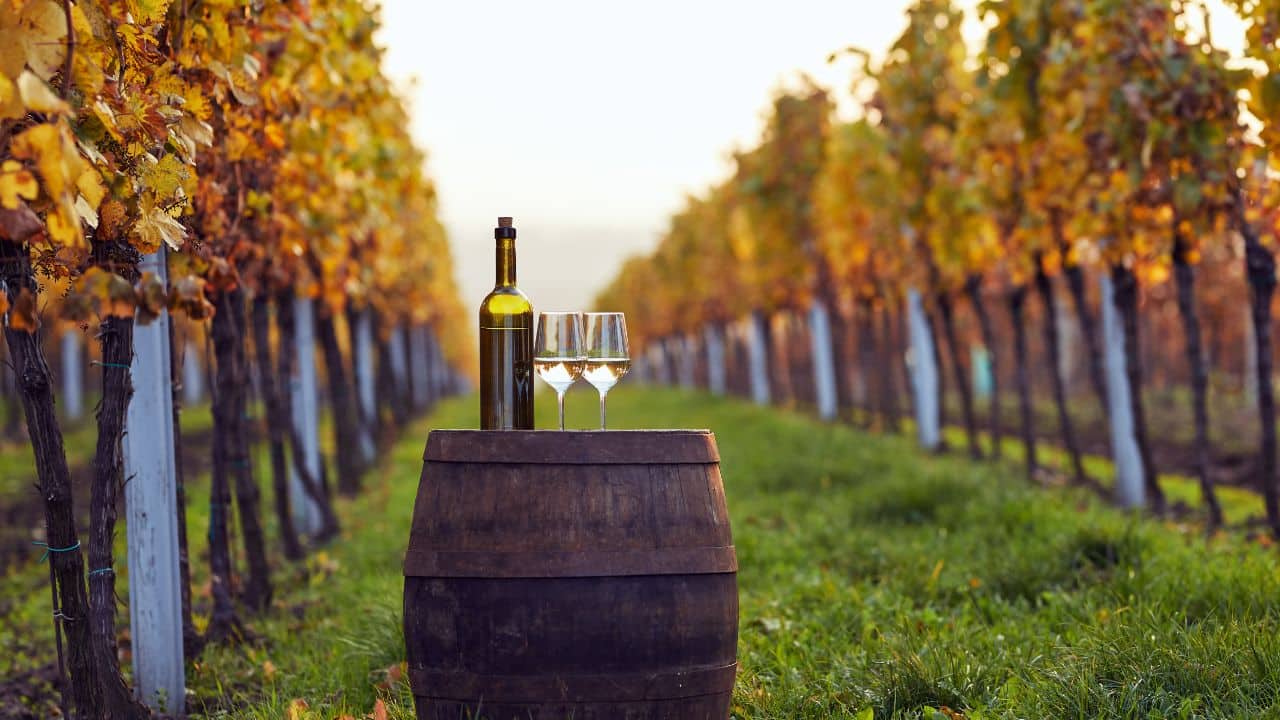 Programul ”Vinul Sustenabil” va fi lansat anul viitor în Republica Moldova