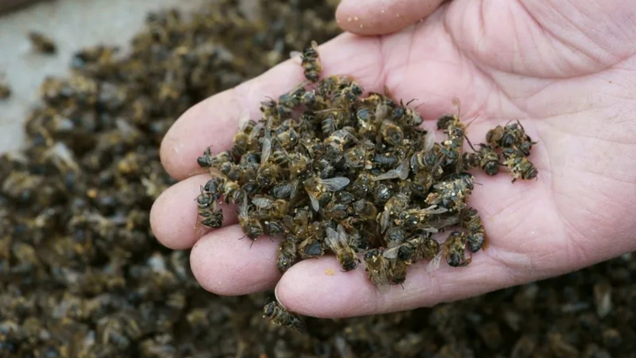 Tinctura de albine moarte – rețetă, beneficii pentru sănătate, contraindicații