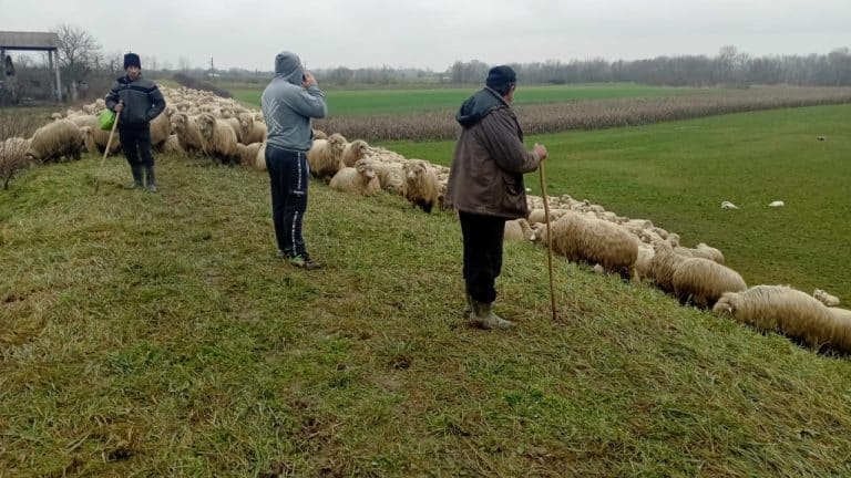 Cioban amendat cu 2.000 de lei pentru că a pășunat ilegal în grâul unui fermier