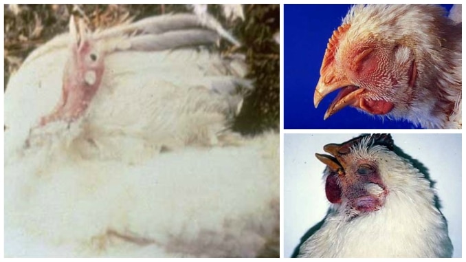 Ce simptome are gripa aviară la găini, curci, rațe sau gâște – AGROINTEL.RO