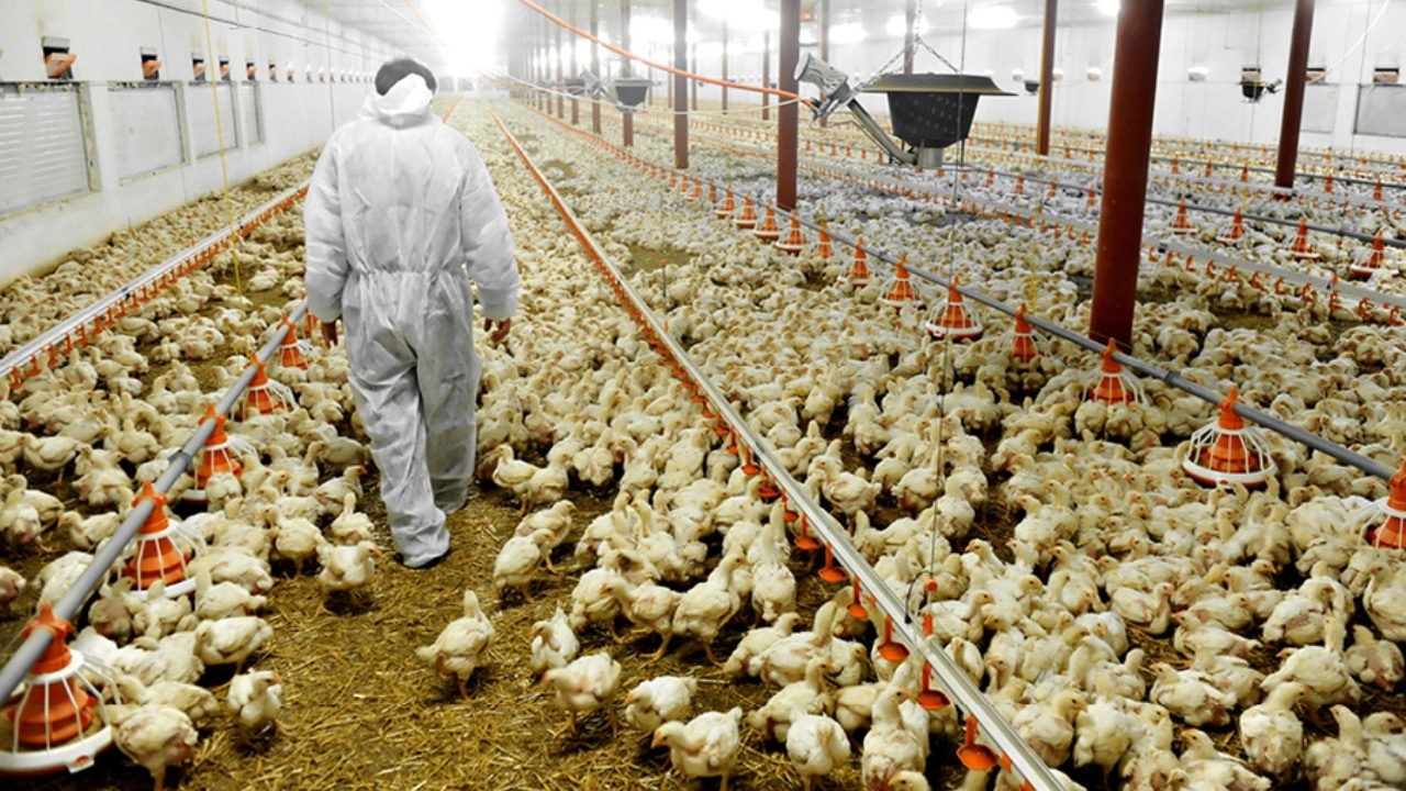 UCPR: Fermierii români produc carne de pasăre sănătoasă și sigură. Niciun crescător nu folosește hormoni, nu încalcă legea! – Food & Retail