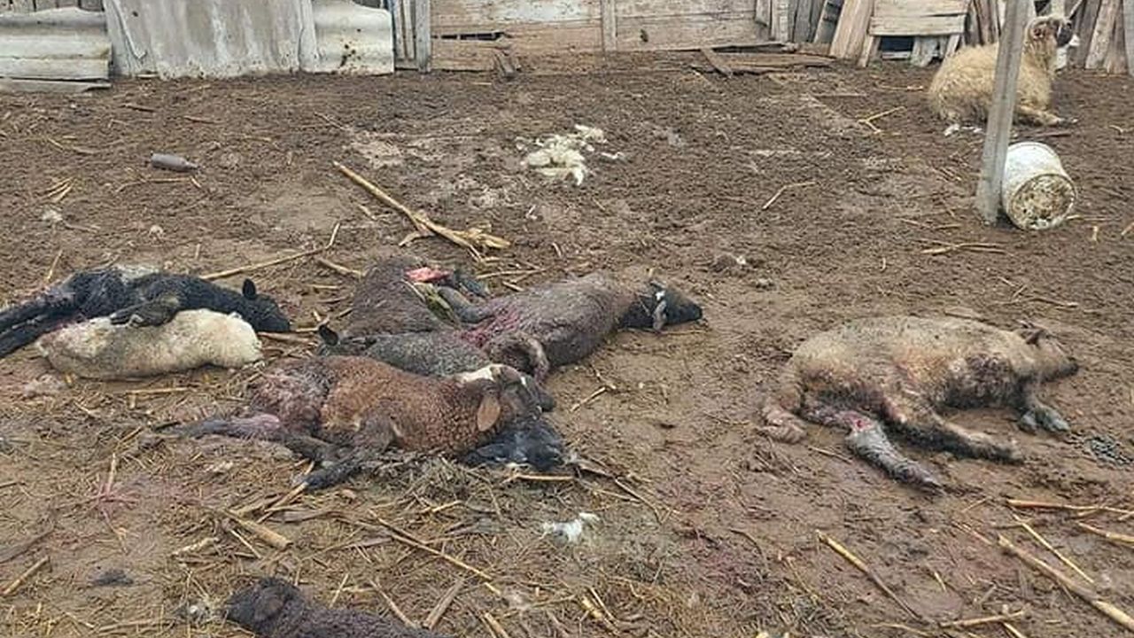 Zeci de animale ucise de șacalii care s-au înmulțit peste măsură