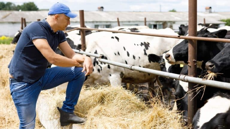DSVSA – noi controale în ferme! Avertismente și amenzi aplicate fermierilor
