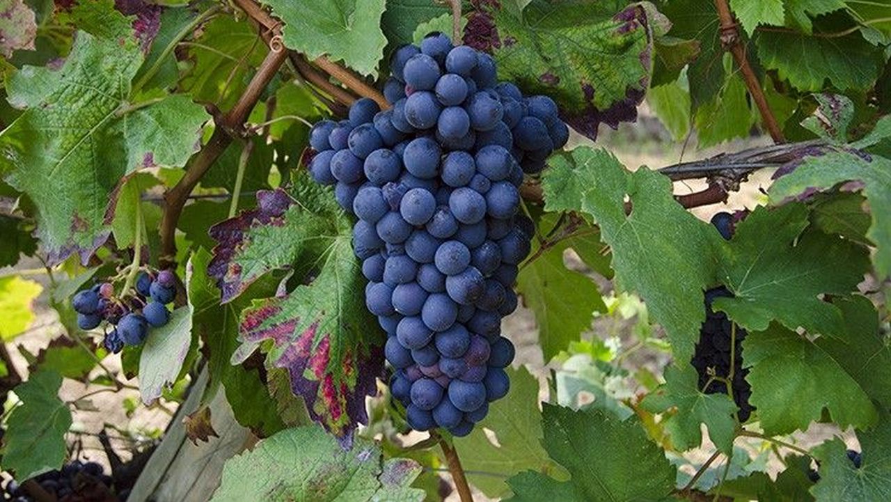 Top 3 soiuri de struguri mai puțin cunoscute pentru vinuri alese