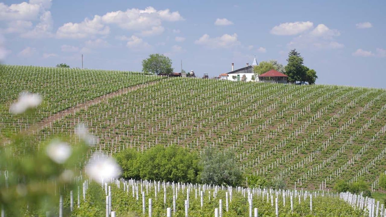 Un nou concurs internațional de vinuri va fi organizat la Arad