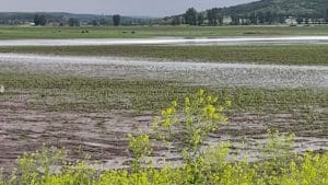 Ploile au făcut dezastru într-o comună! Drumurile și sute de hectare de culturi agricole – distruse!