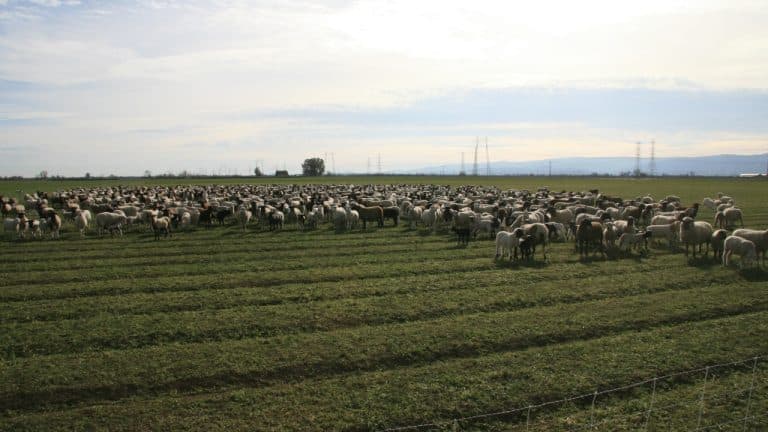 Fermier bătut de un cioban pe care l-a găsit cu oile lângă cultura lui de lucernă