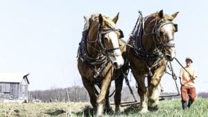 Cum pot folosi oamenii de la țară caii la lucrări agricole? Ce spune legea!