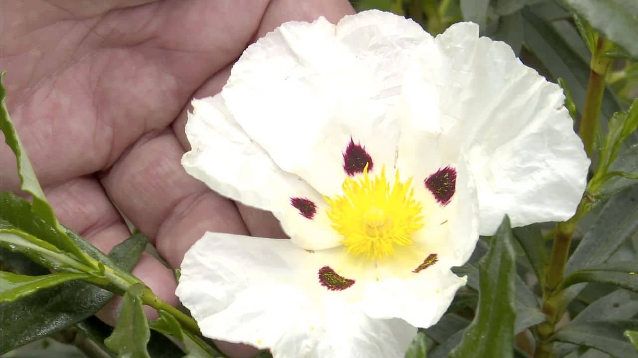 Floarea din care se face mirul, cultivată și în România